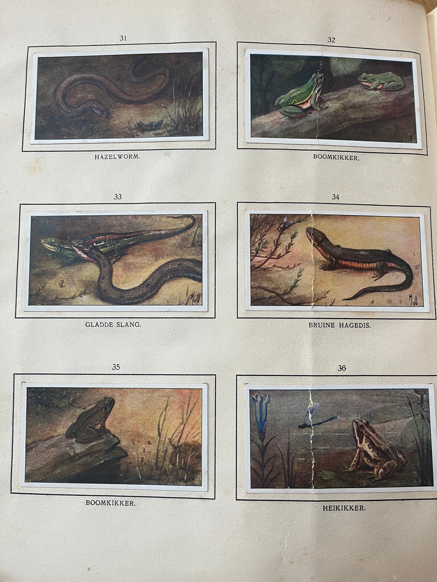 6 Verkade-Bilder Bosch und Heide 1913 (31-36)