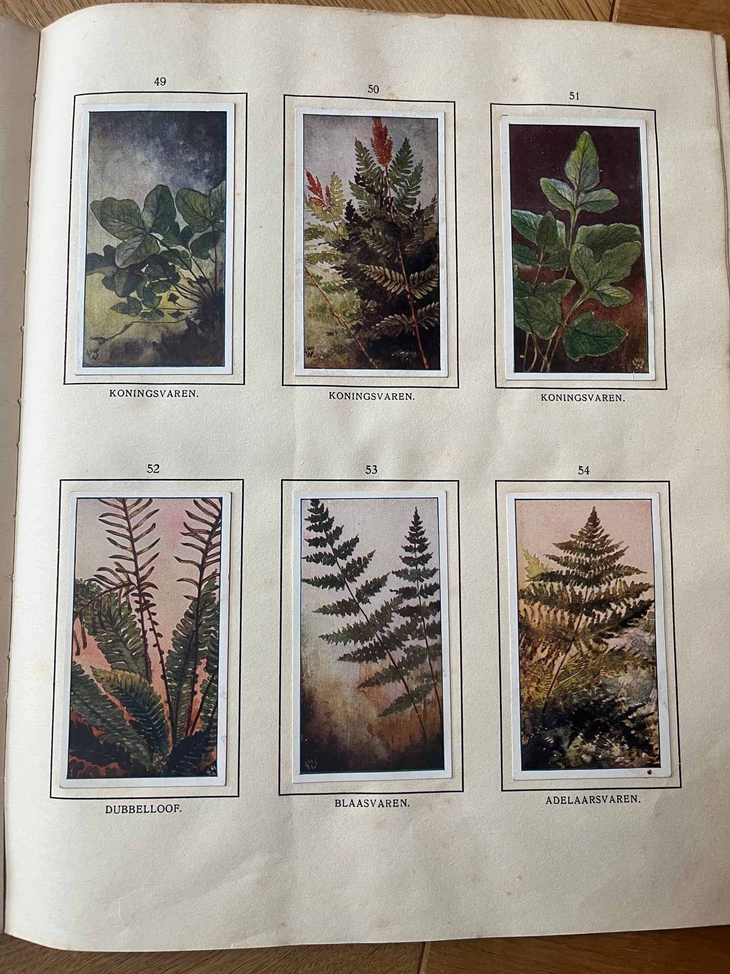 6 Verkade-Bilder Bosch und Heide 1913 (49-54)