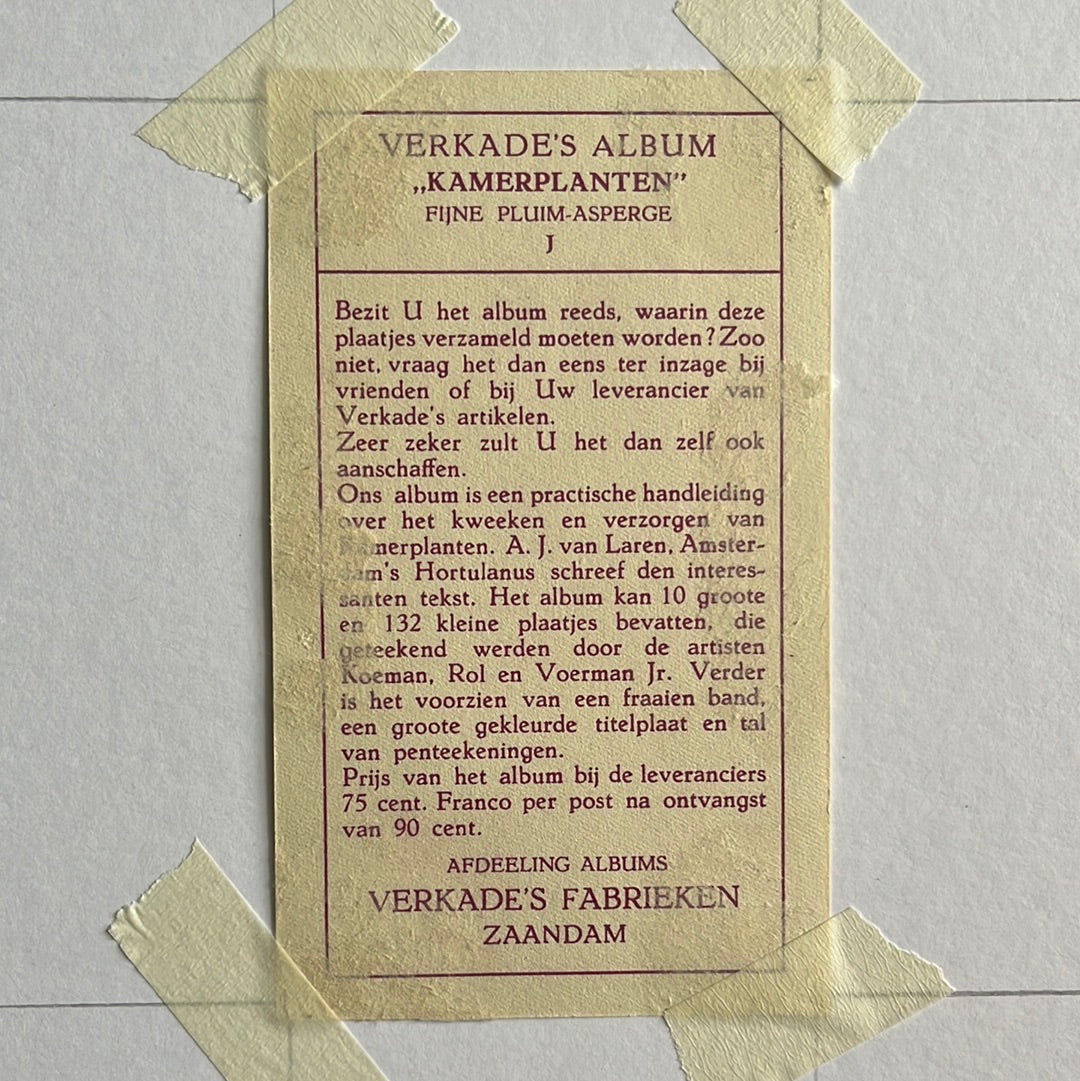 Fijne pluim-asperge 1928