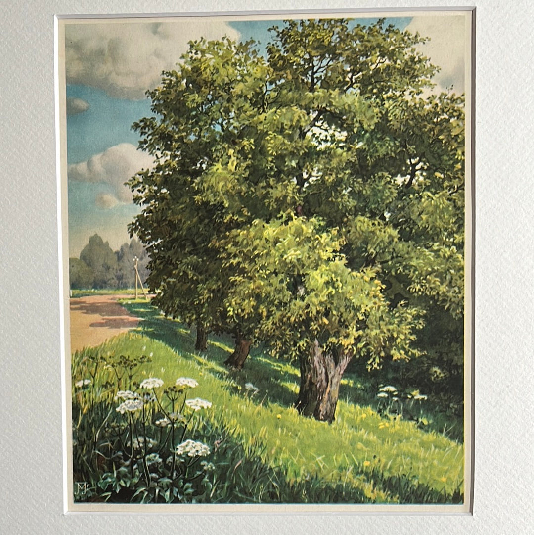 Plaat 18: Notenbomen aan de dijk 1938