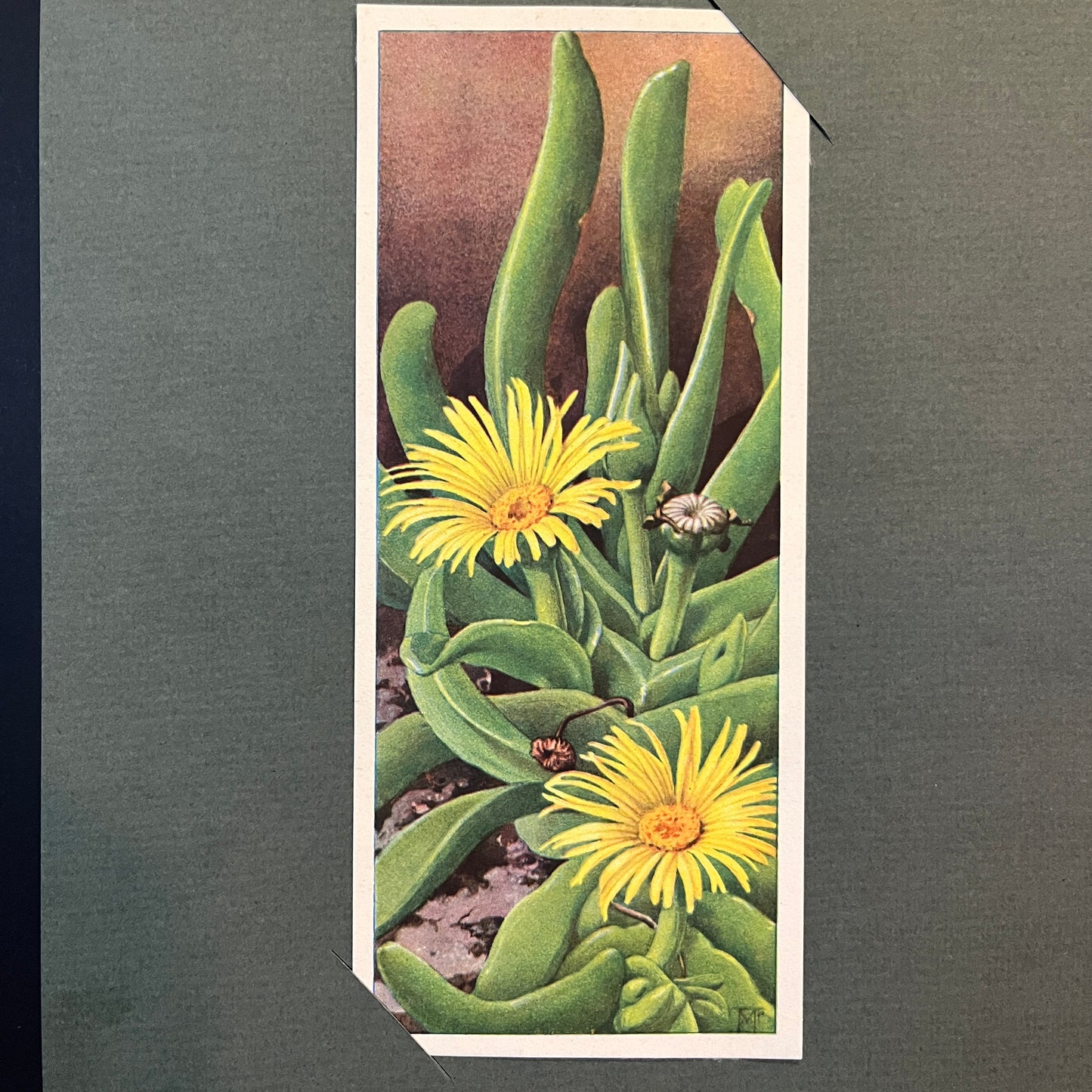 Zungenförmiges, glattes Blatt. Aus dem Verkade-Album „Succulents“ von 1932.