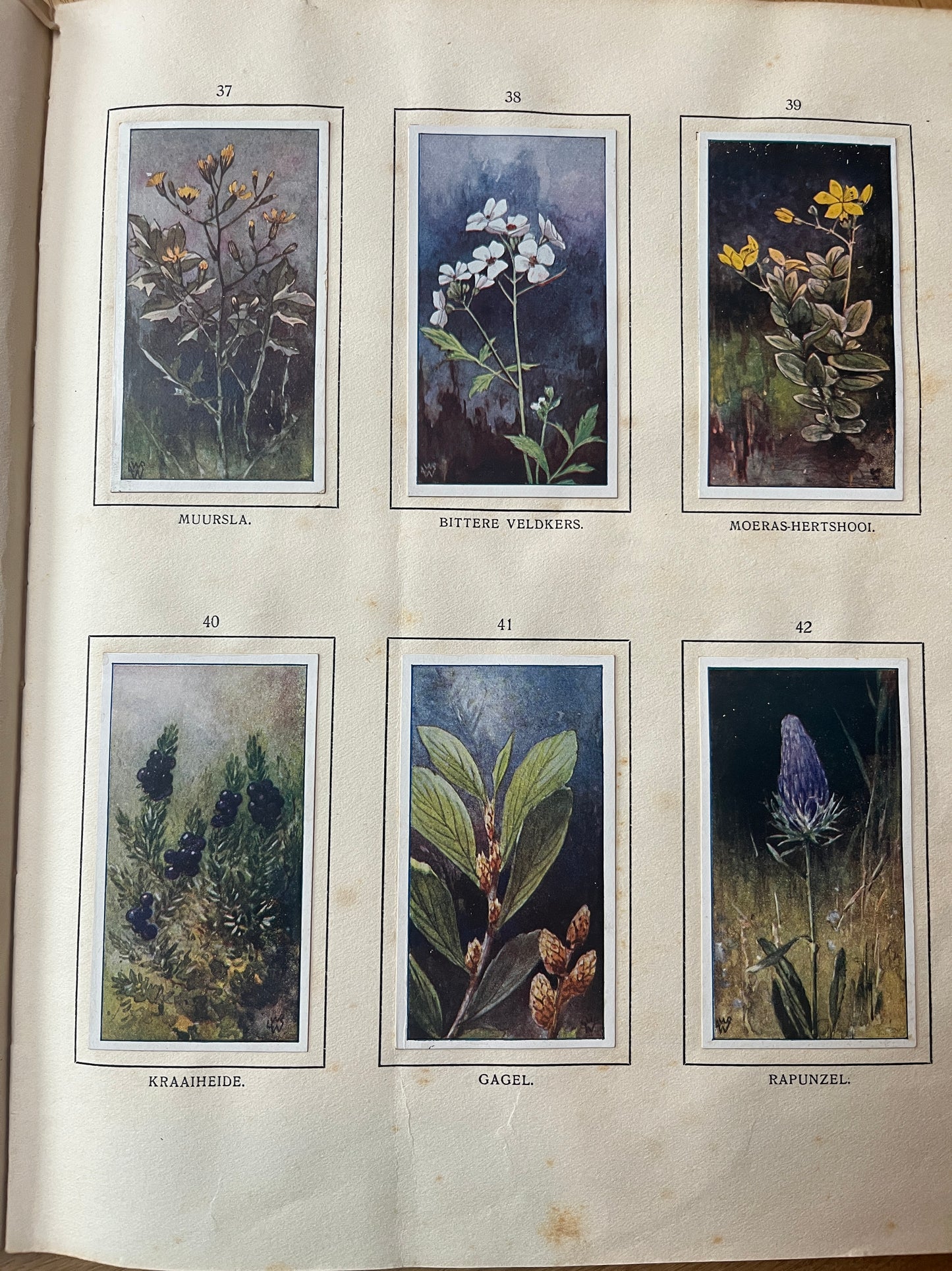 6 Verkade-Bilder Bosch und Heide 1913 (37-42)