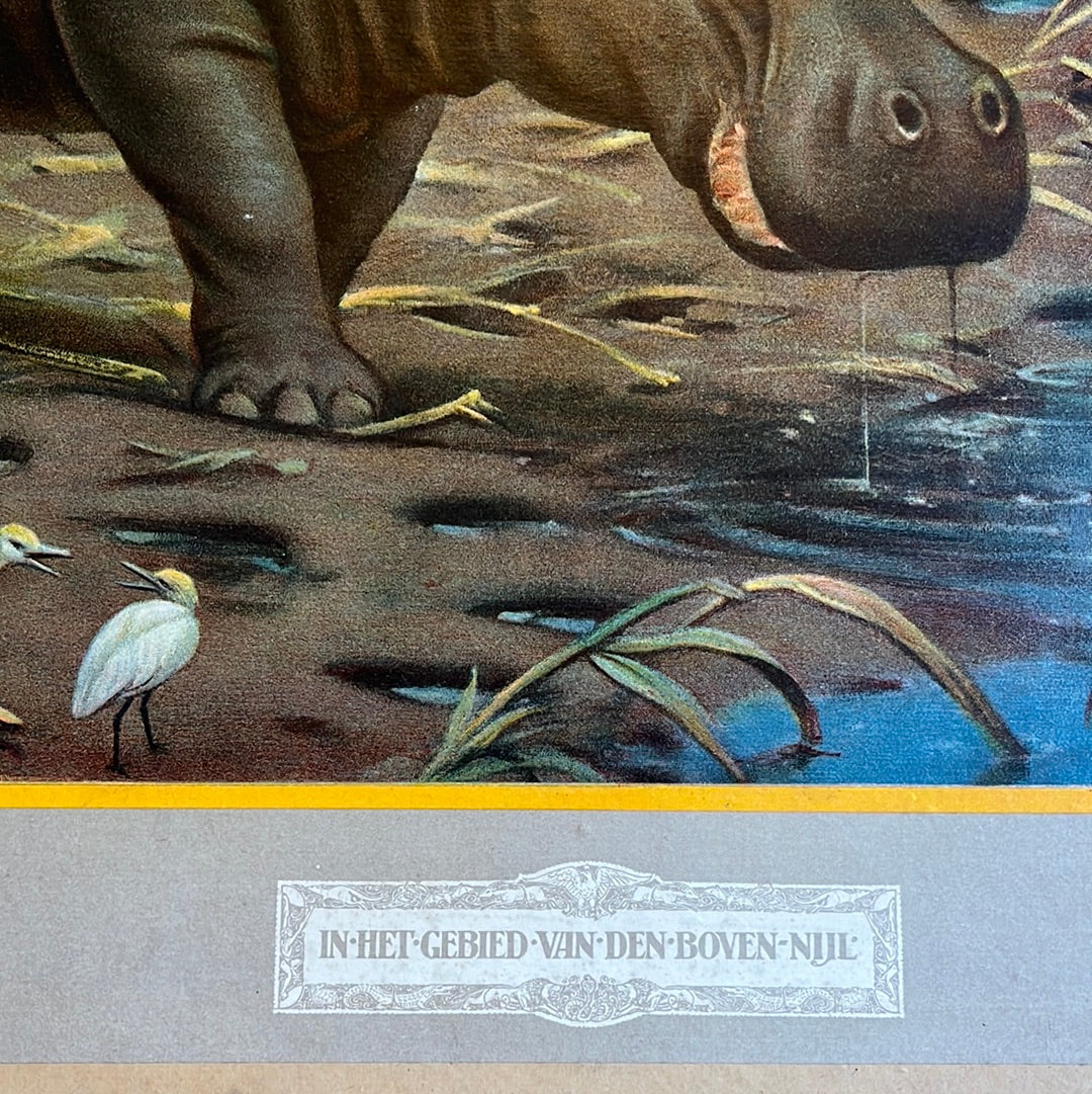 Vintage schoolplaat Nijlpaard van M.A. Koekkoek In het gebied van den Boven Nijl