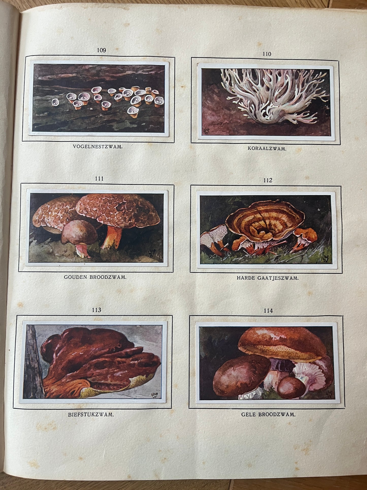 6 Verkade-Bilder Bosch und Heide 1913 (109-114)