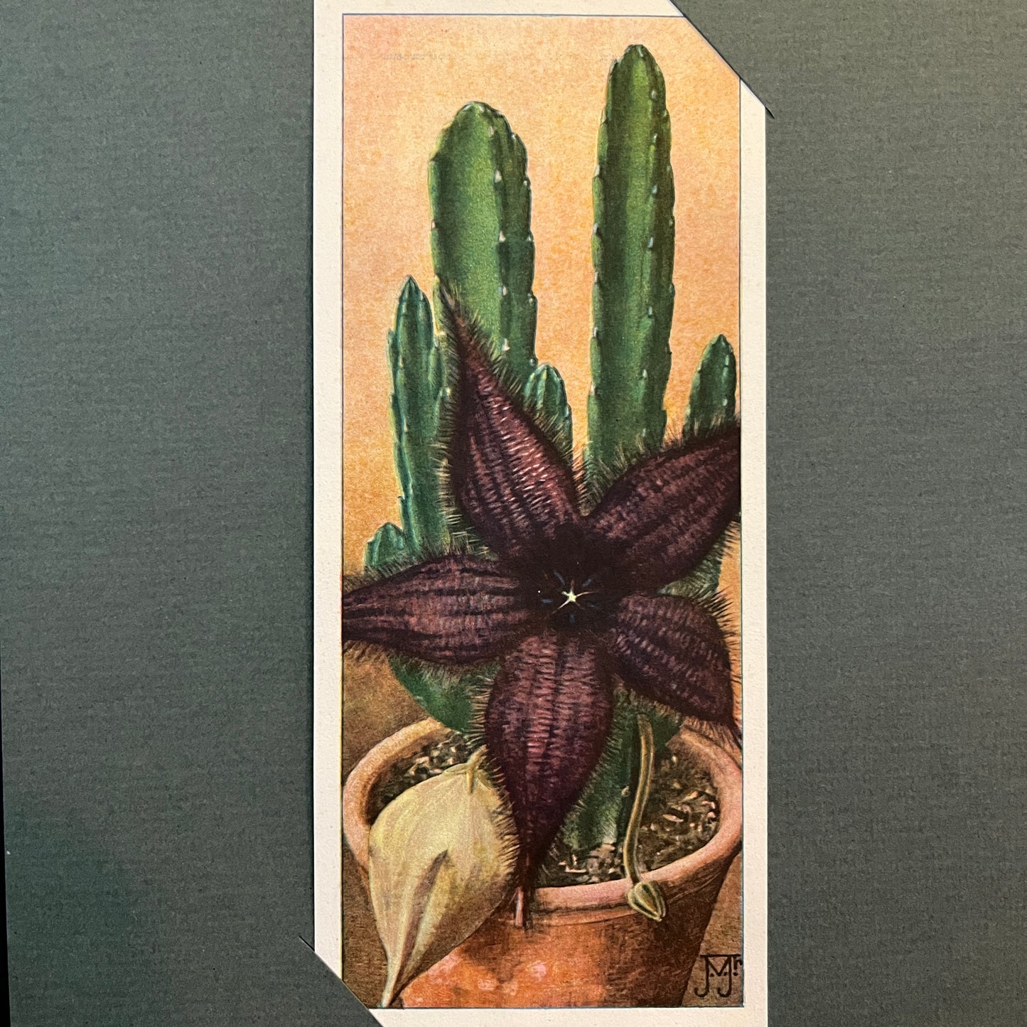 Große Aasblume. Aus dem Verkade-Album „Succulents“ von 1932.