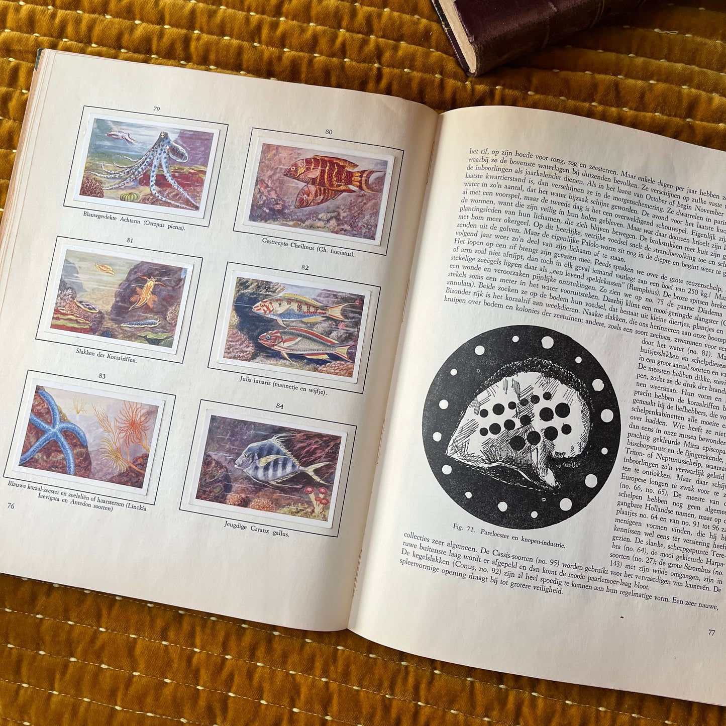 Het leven der zee. Plaatjesalbum 1950