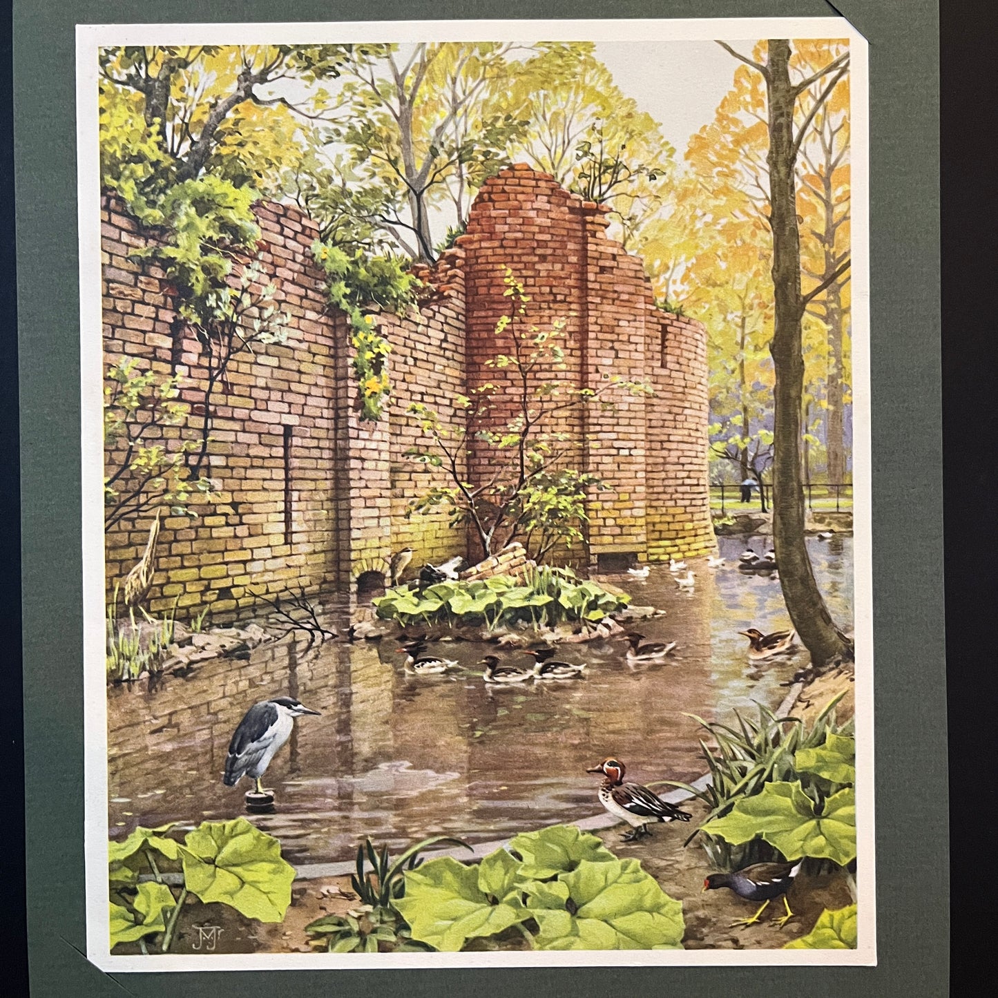 Tafel J. Am Burggraben der Eulenruine. Aus dem Verkade-Album „Animal life in Artis“ von 1938.