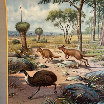 Vintage schoolplaat Uit de Australische dierenwereld van M.A. Koekkoek.