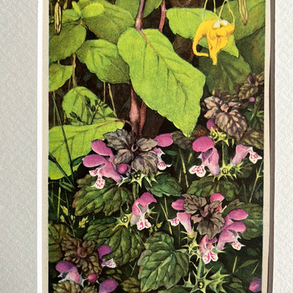 Plaat 19: Griendflora 1938
