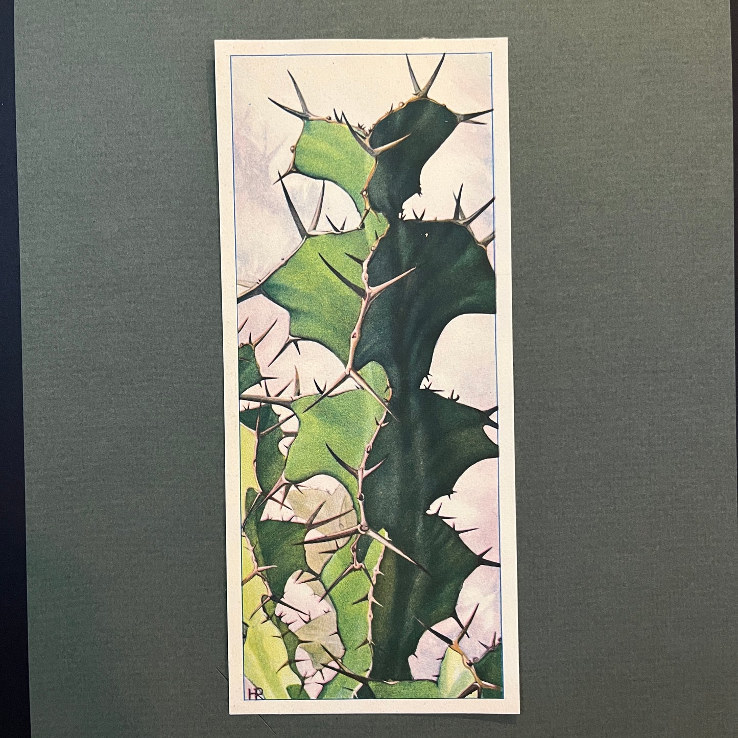 Großstachelige Wolfsmilch. Aus dem Verkade-Album „Succulents“ von 1932.