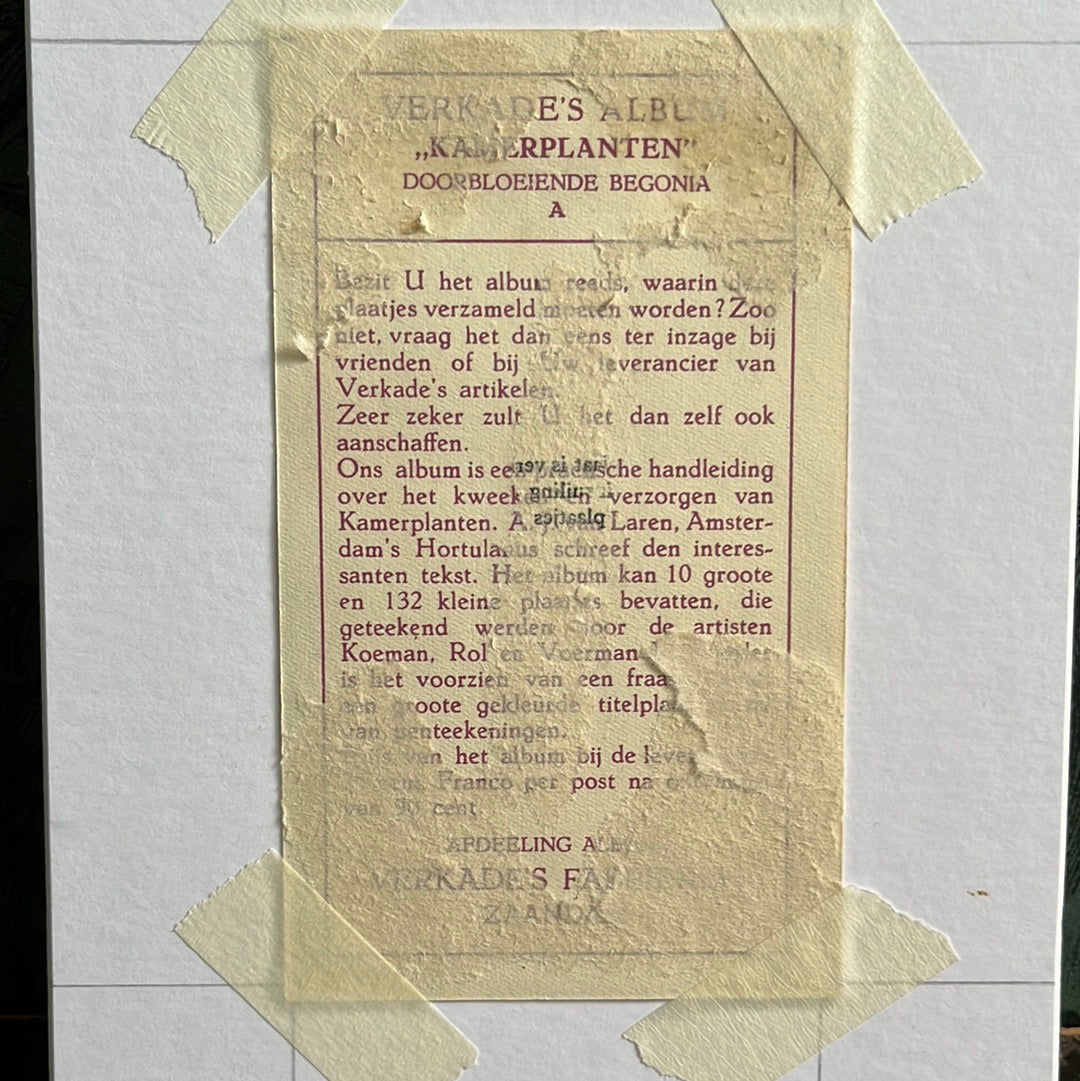 Continuous flowering begonia 1928