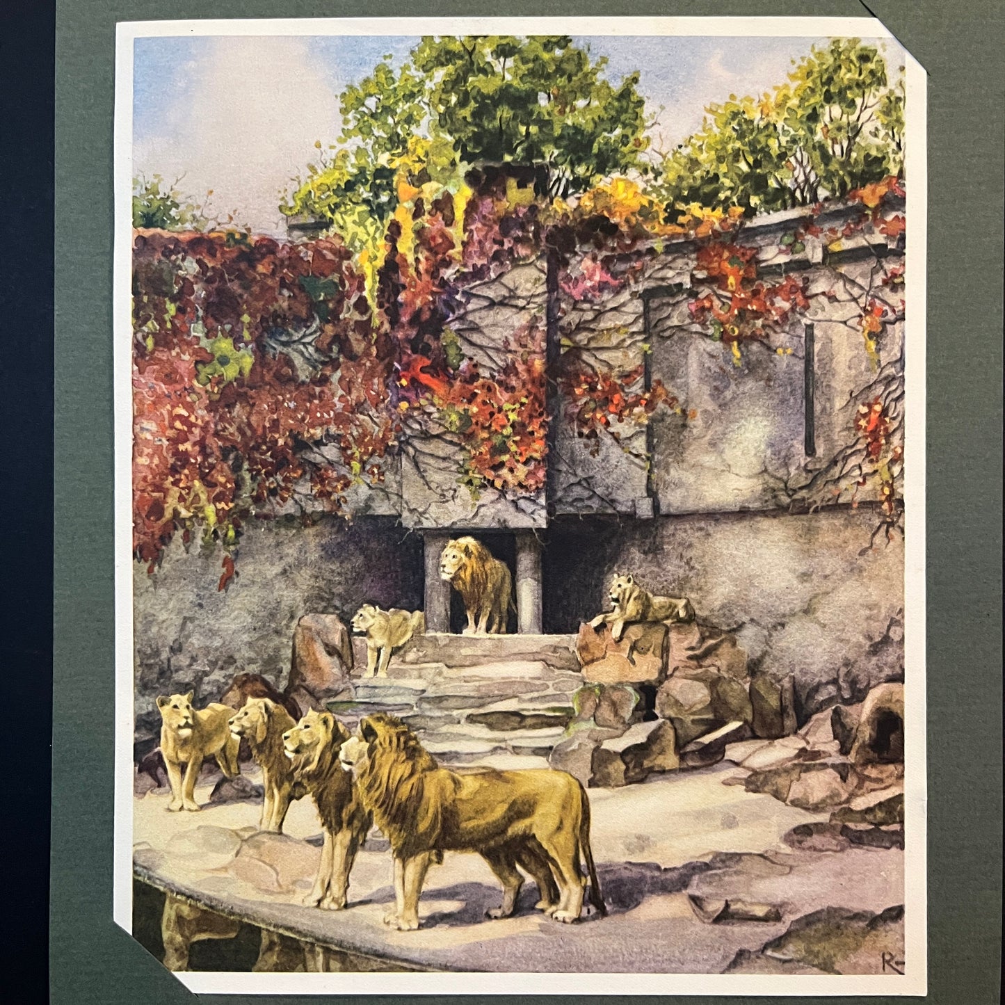 Tafel F. Neugier und Staunen unter den Löwen auf der Kerbert-Terrasse. Aus dem Verkade-Album „Animal life in Artis“ von 1938.