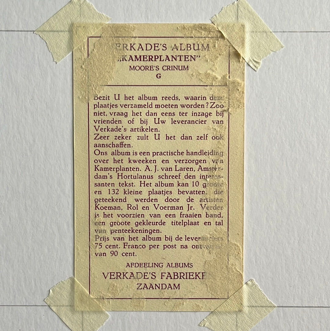 Moore’s crinum 1928