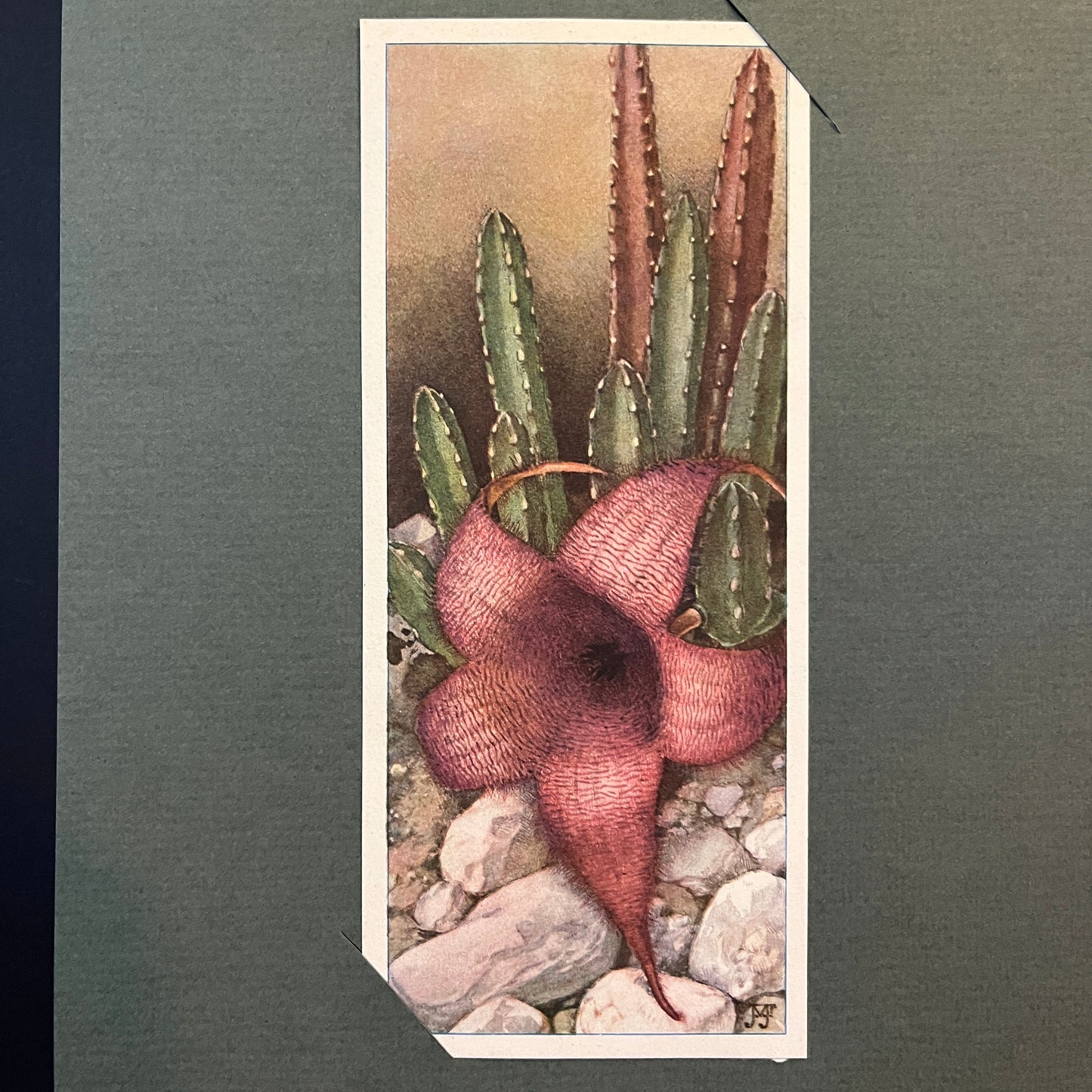 Riesige Aasblume. Aus dem Verkade-Album „Succulents“ von 1932.