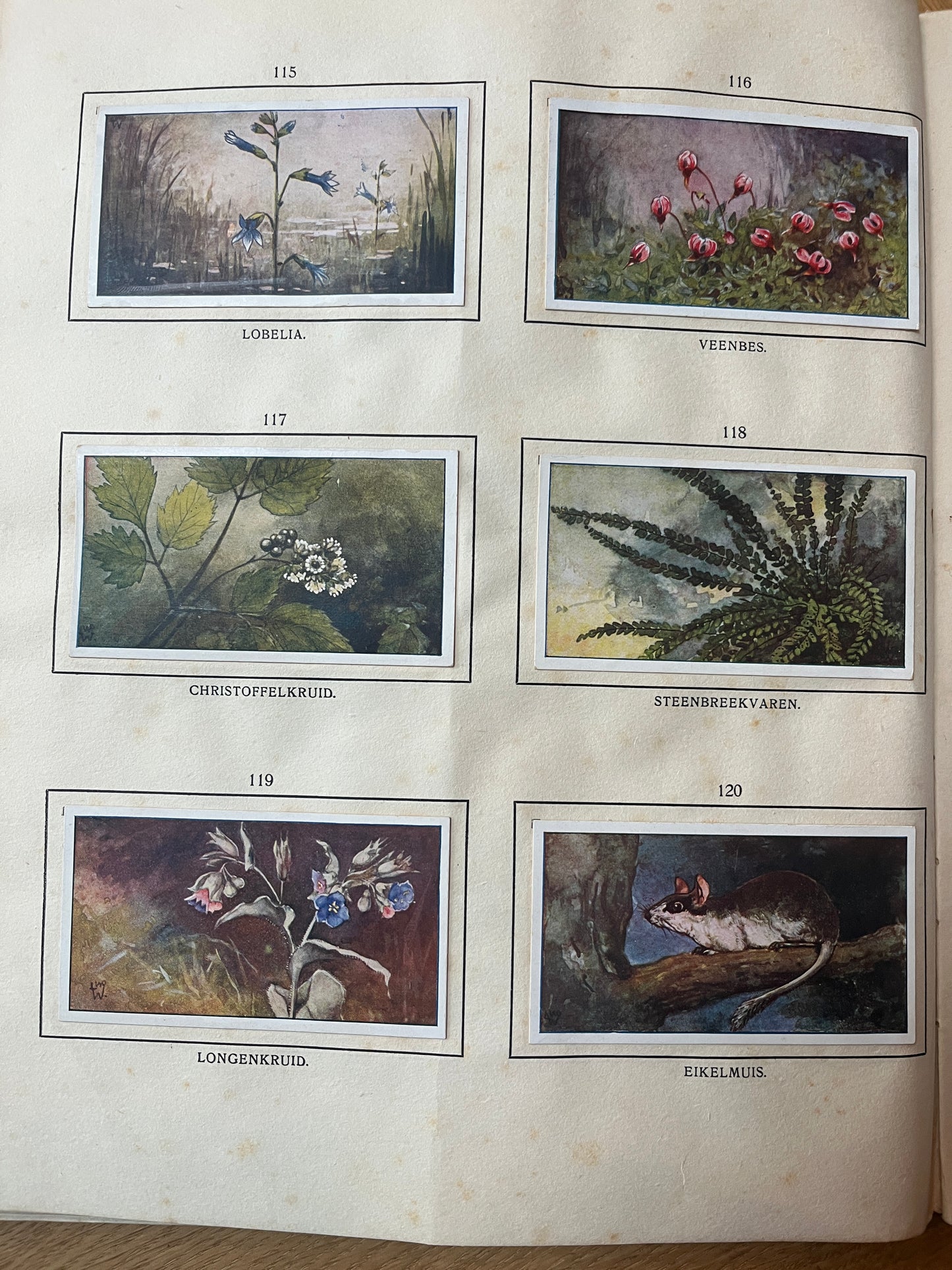 6 Verkade-Bilder Bosch und Heide 1913 (115-120)