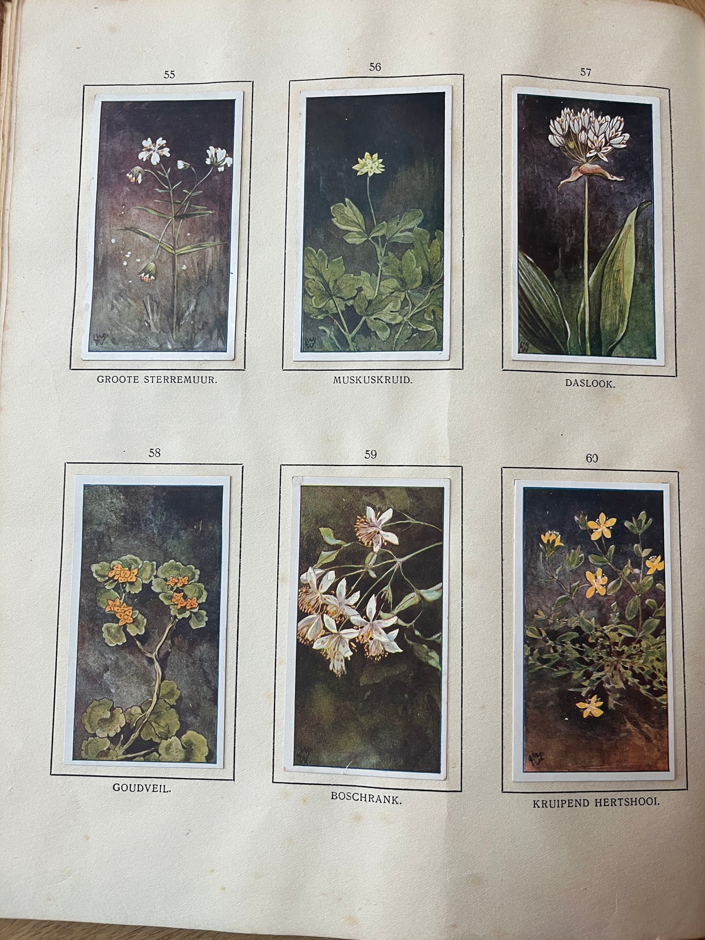 6 Verkade-Bilder Bosch und Heide 1913 (55-60)