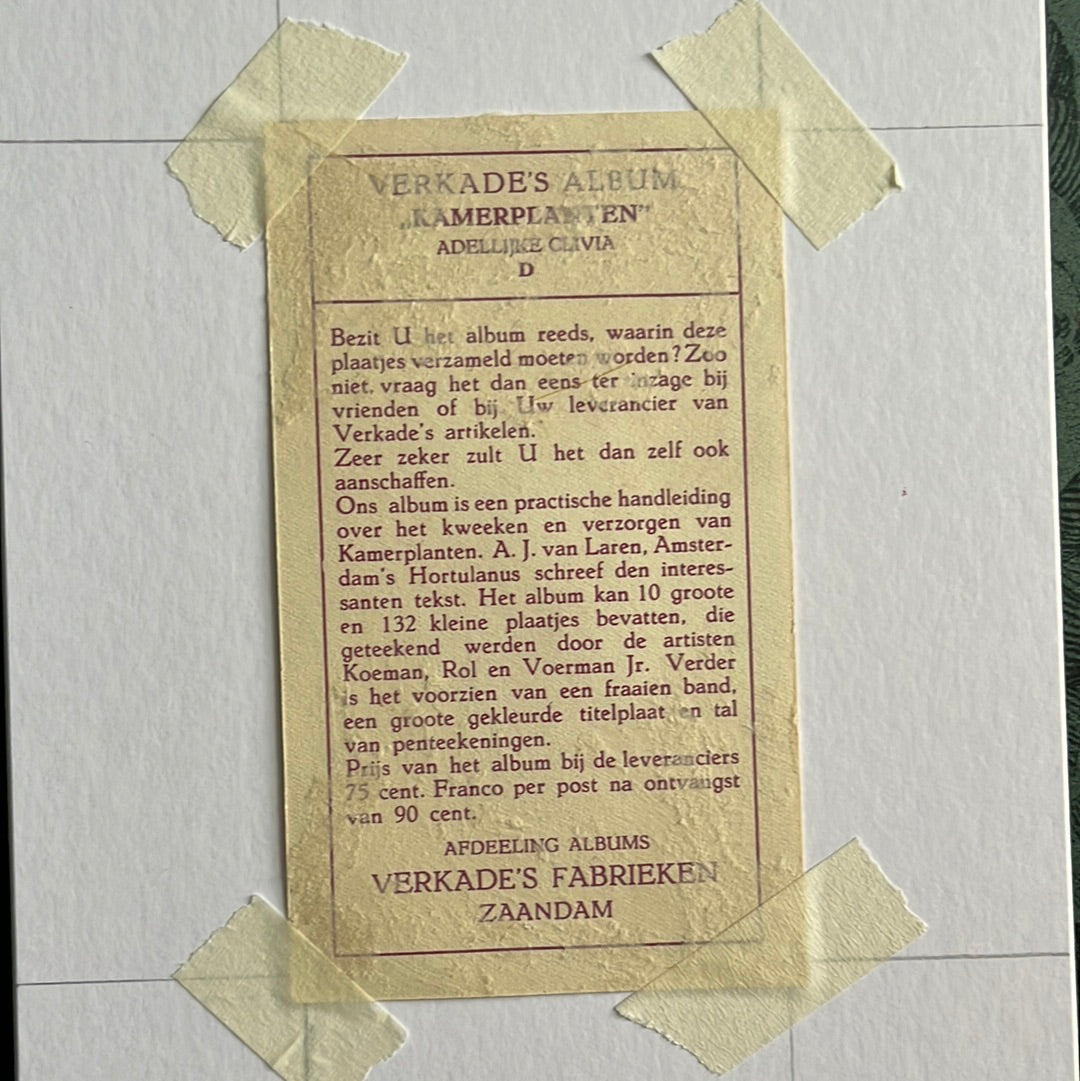 Adelijke clivia 1928