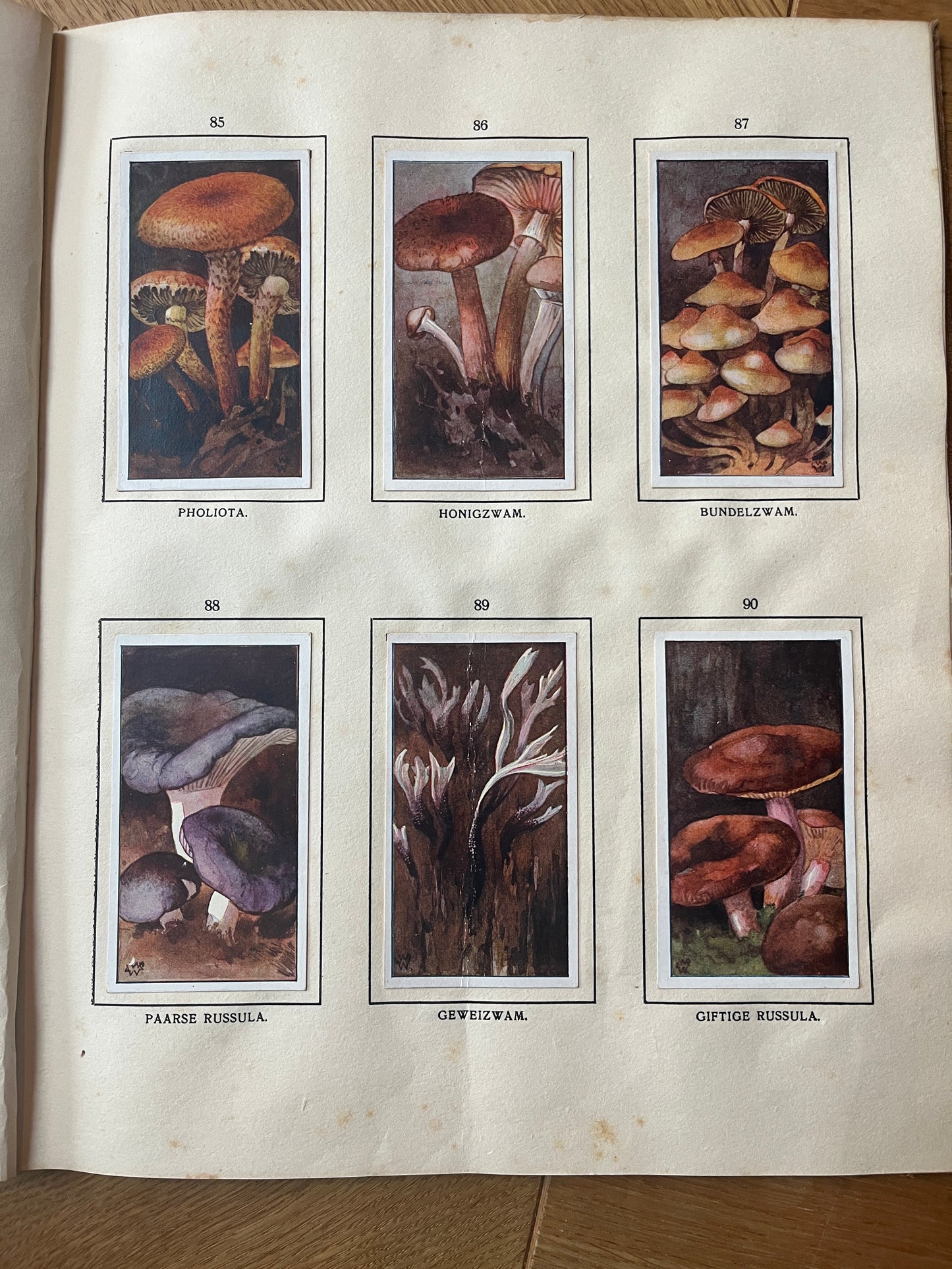 6 Verkade-Bilder Bosch und Heide 1913 (85-90)