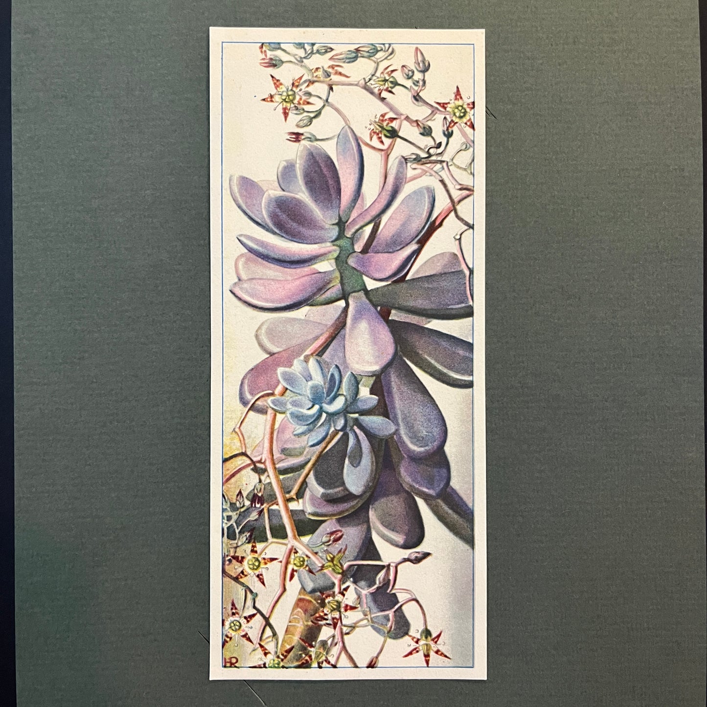 Amethystblatt. Aus dem Verkade-Album „Succulents“ von 1932.