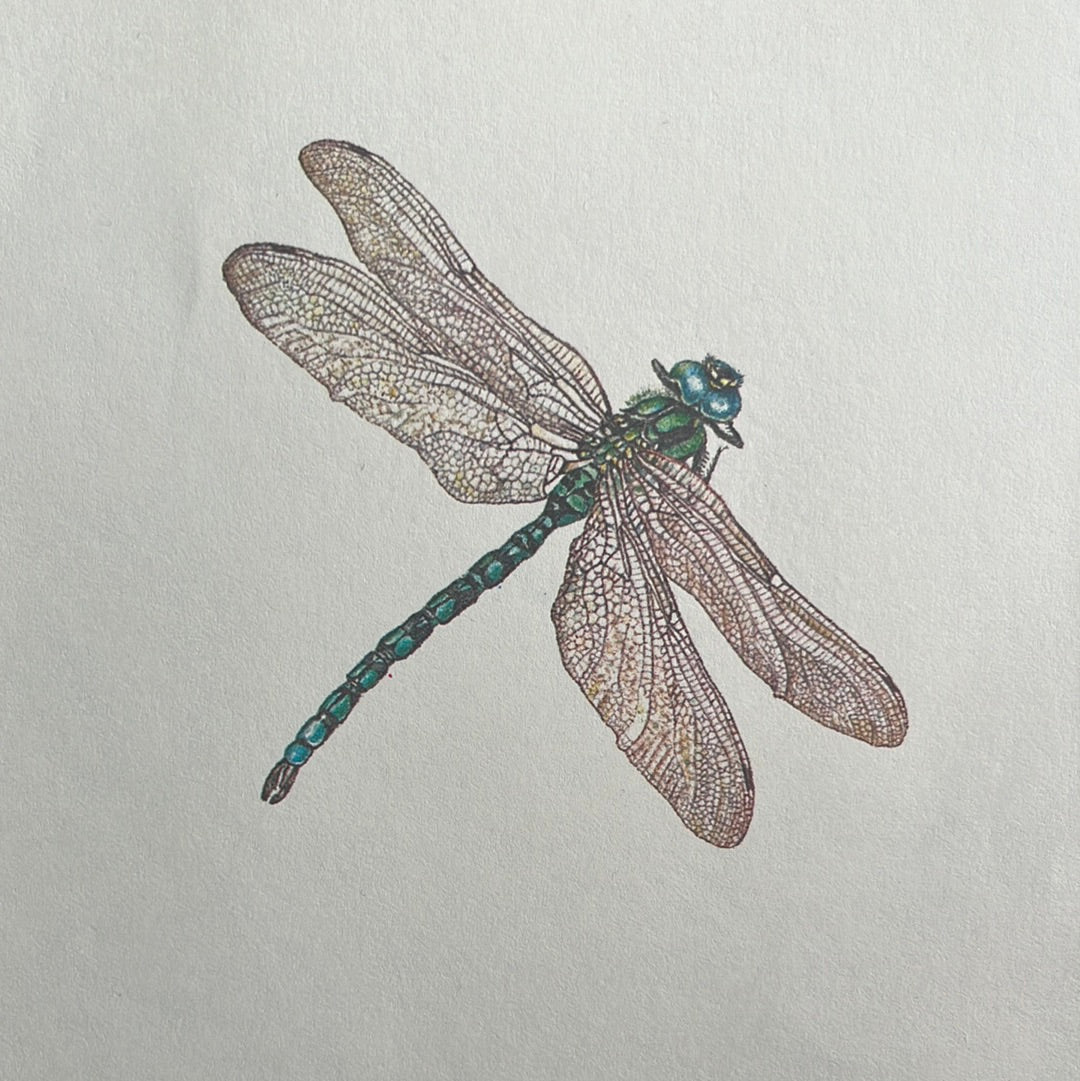 Libelle 1979 Janet Marsh