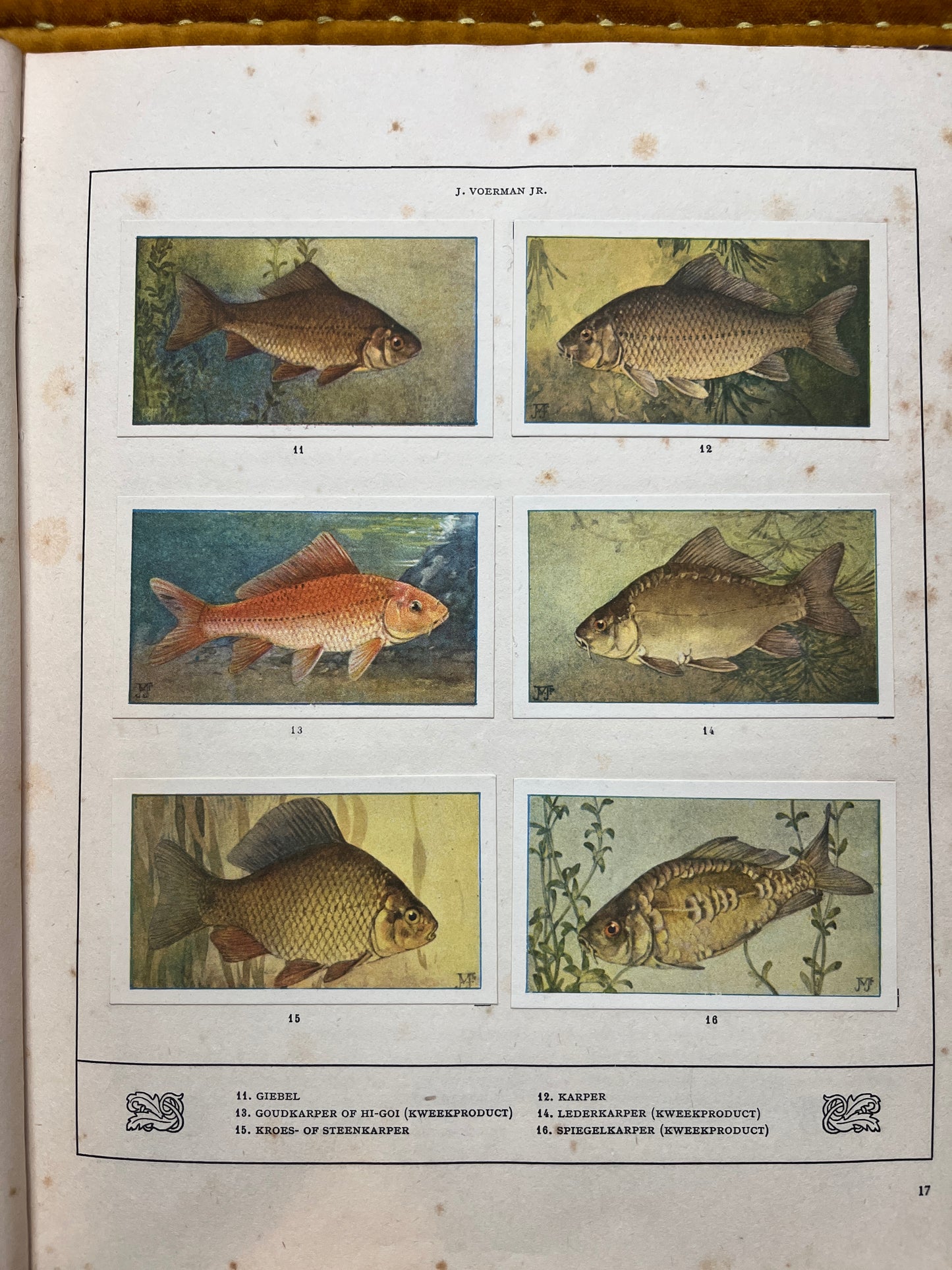 Losse Verkade plaatjes Mijn Aquarium (1925) 11-16
