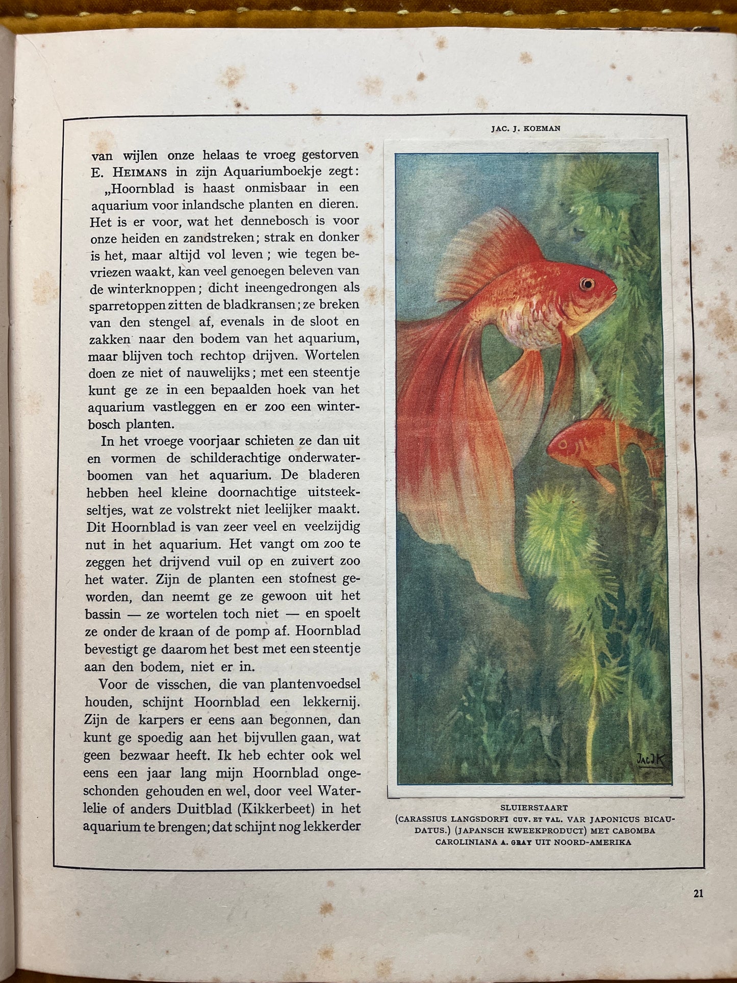 Losse Verkade plaatjes Mijn Aquarium (1925) Sluierstaart plaat