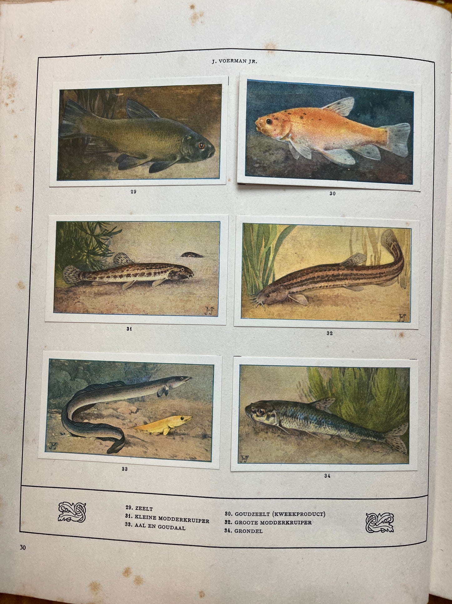 Losse Verkade plaatjes Mijn Aquarium (1925) 29-34