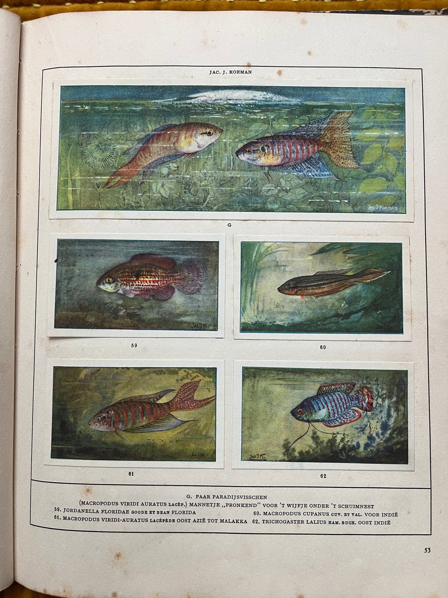 Losse Verkade plaatjes Mijn Aquarium (1925) G en 59-62