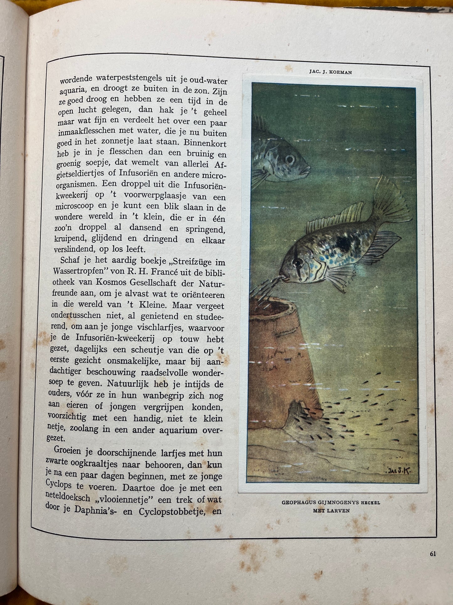 Losse Verkade plaatjes Mijn Aquarium (1925) Geophagus gijmnogenys heckel met larven