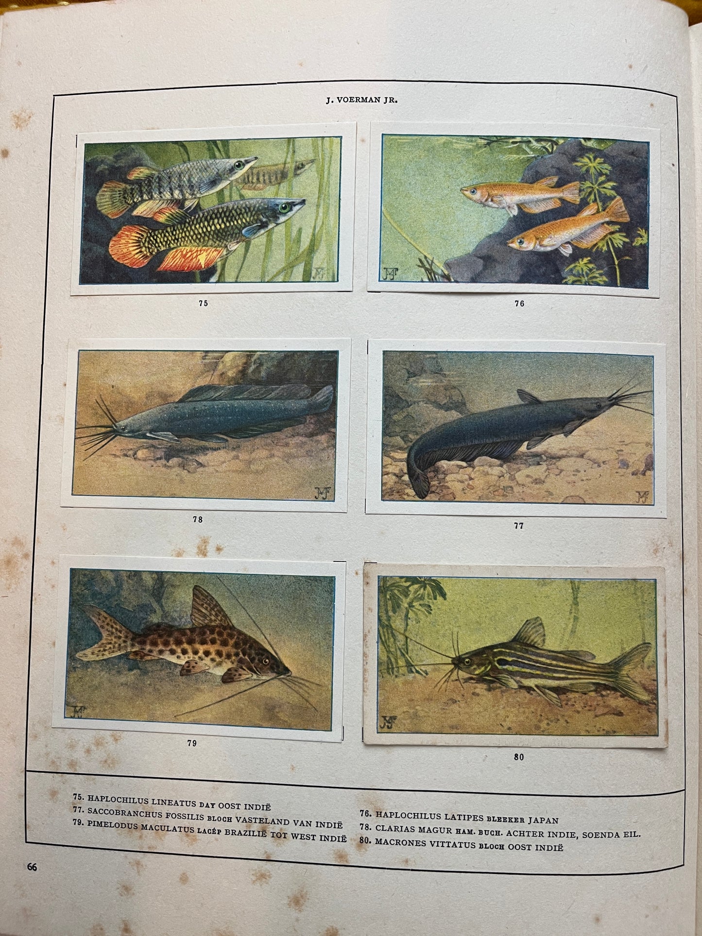 Losse Verkade plaatjes Mijn Aquarium (1925) 75-80