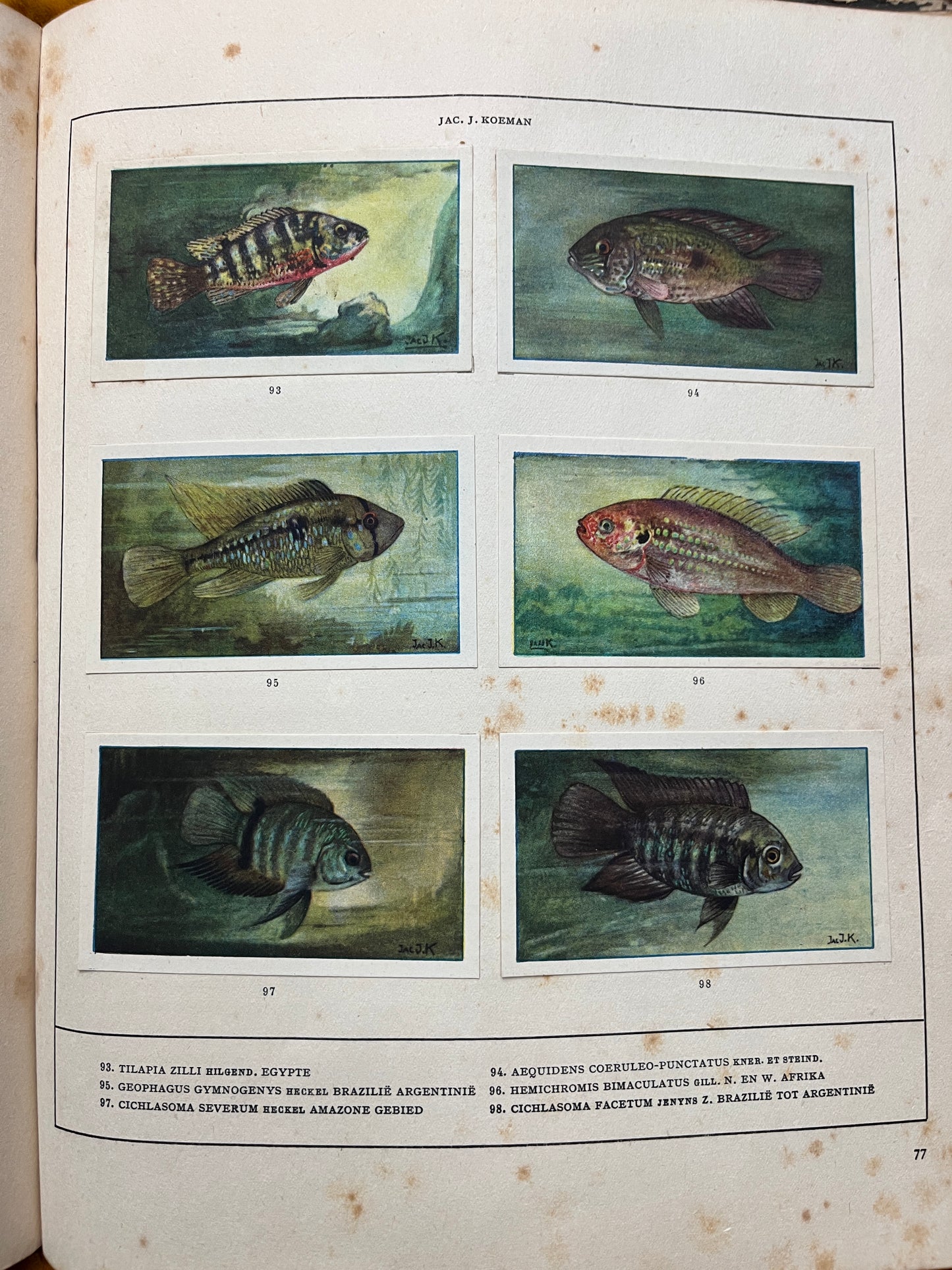 Losse Verkade plaatjes Mijn Aquarium (1925) 93-98