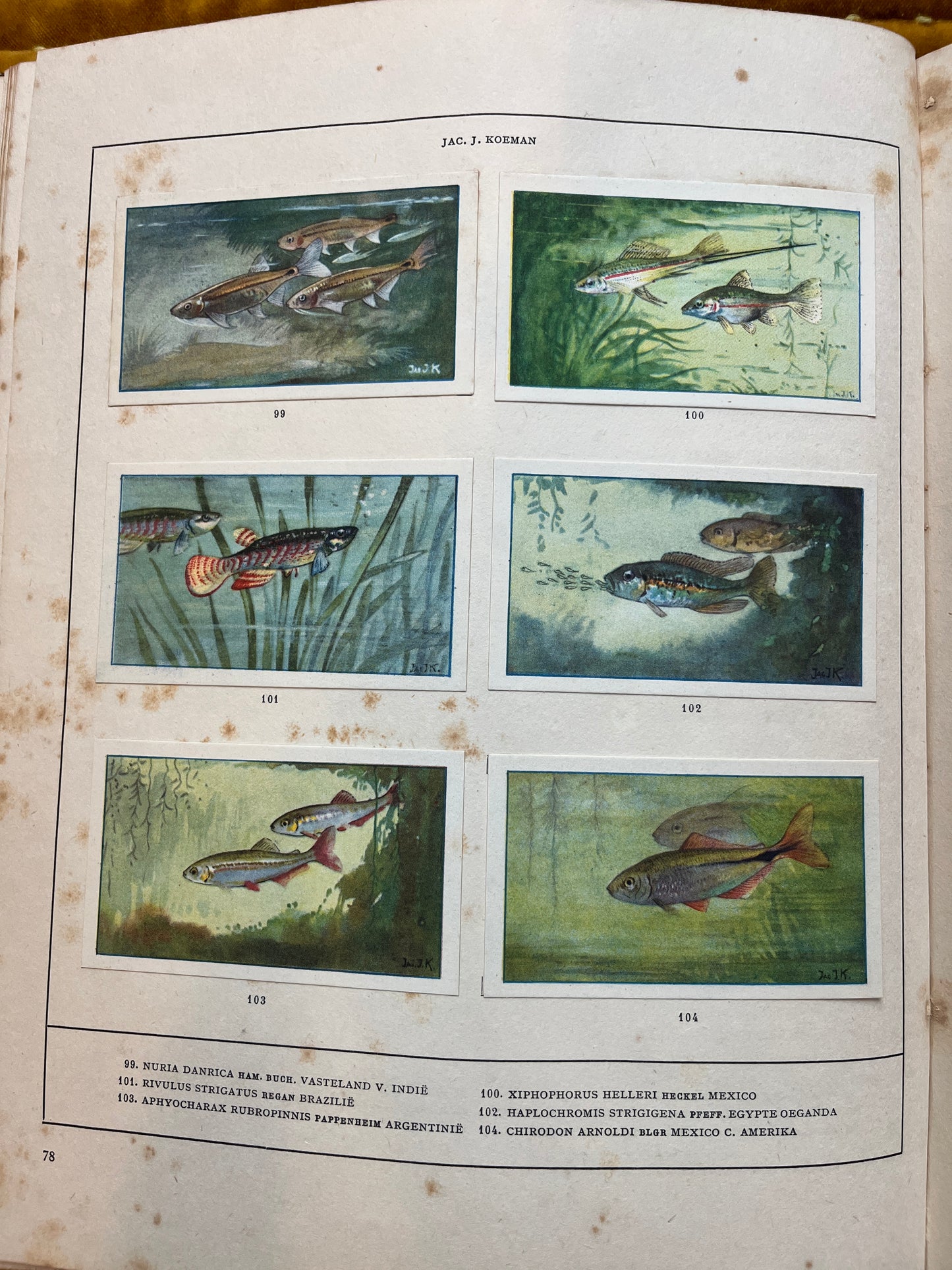 Losse Verkade plaatjes Mijn Aquarium (1925) 99-104