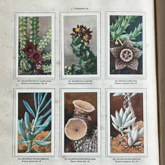 6 Verkade plaatjes Vetplanten 1932 (121-126)