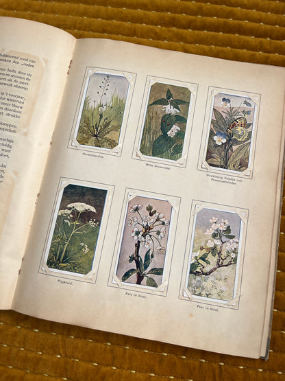 Lente Verkade Plaatjesalbum 1906