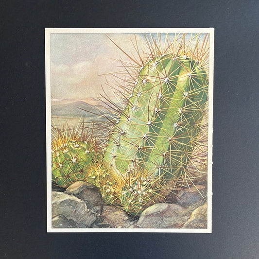 Cactus plaat 1. 1931