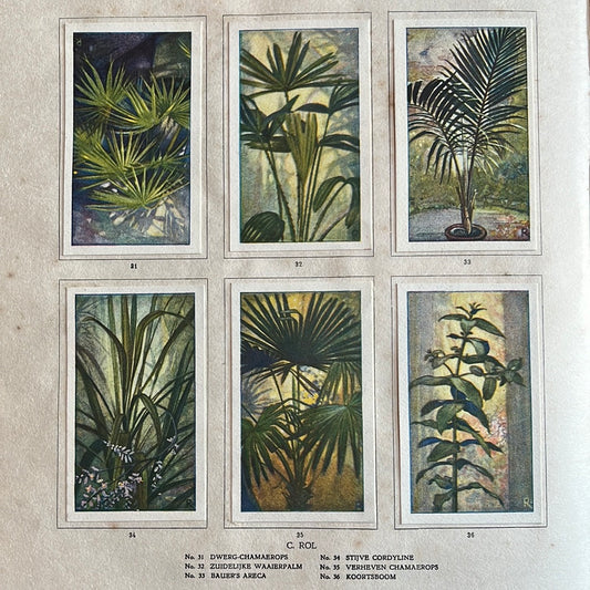 6 Verkade plaatjes Kamerplanten 1928 (31-36)