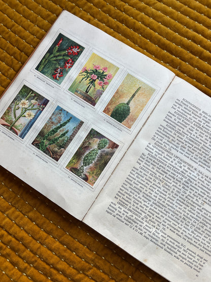 Cactus-Album Plaatjesalbum