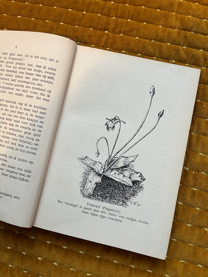 Hei en Dennen (1903)