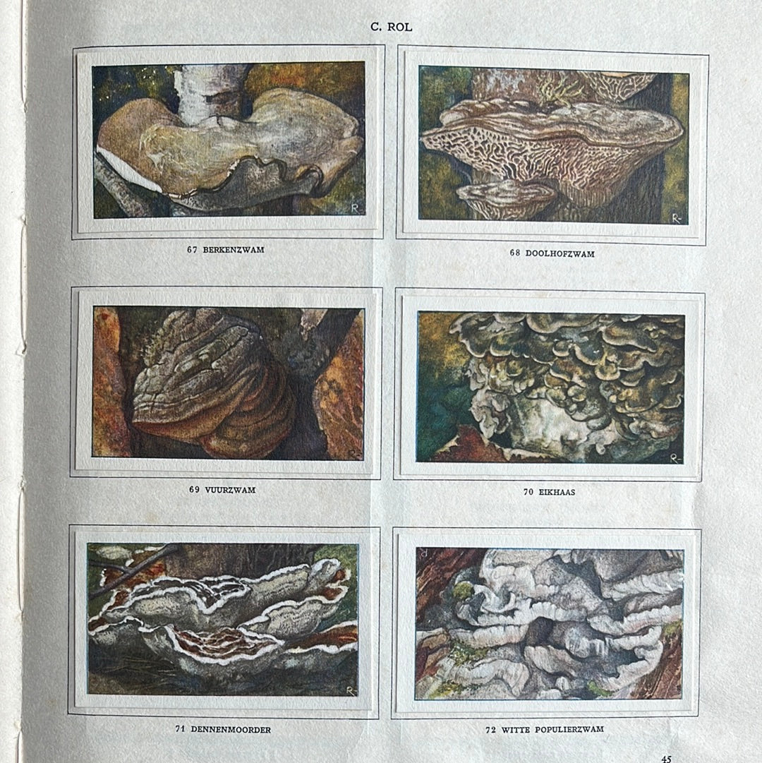 6 Verkade pictures Mushrooms 1929 (67-72)