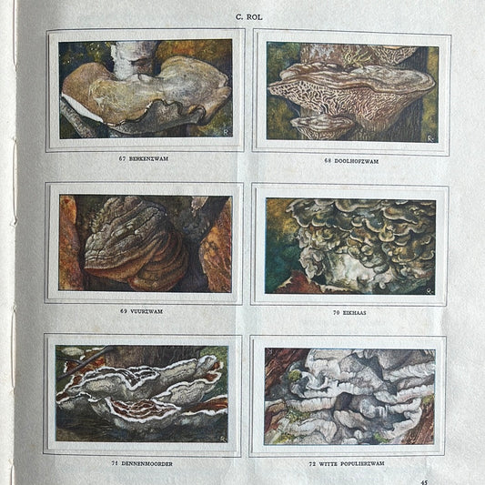 6 Verkade-Bilder Pilze 1929 (67-72)