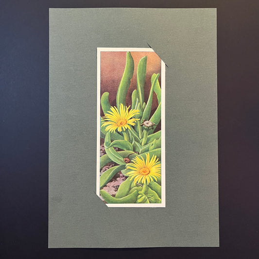 Zungenförmiges, glattes Blatt. Aus dem Verkade-Album „Succulents“ von 1932.