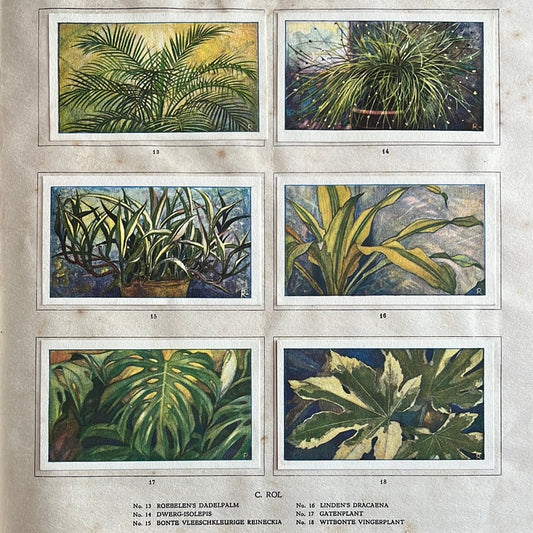 6 Verkade plaatjes Kamerplanten 1928 (13-18)