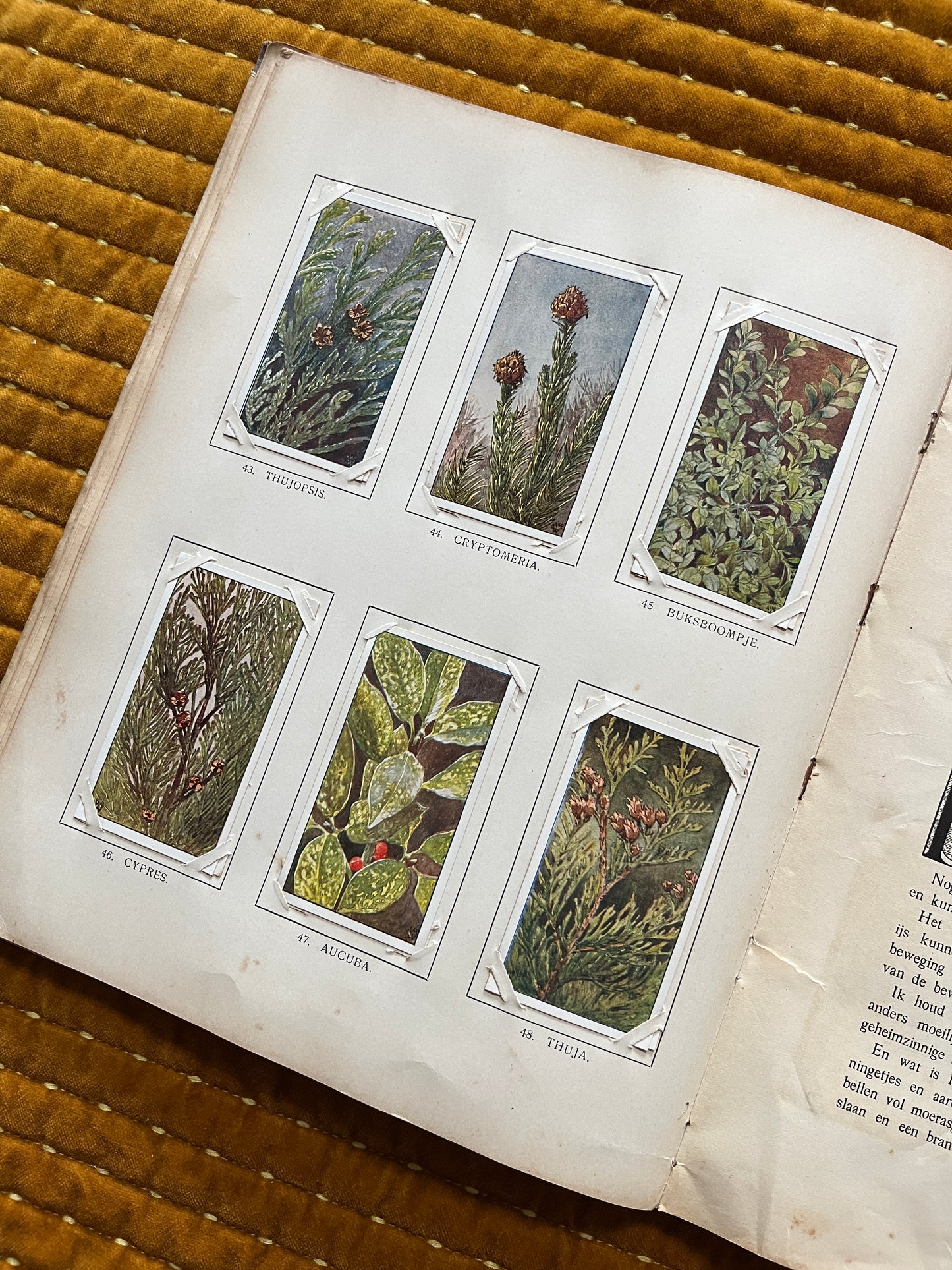 Winter Verkade Plaatjesalbum 1909