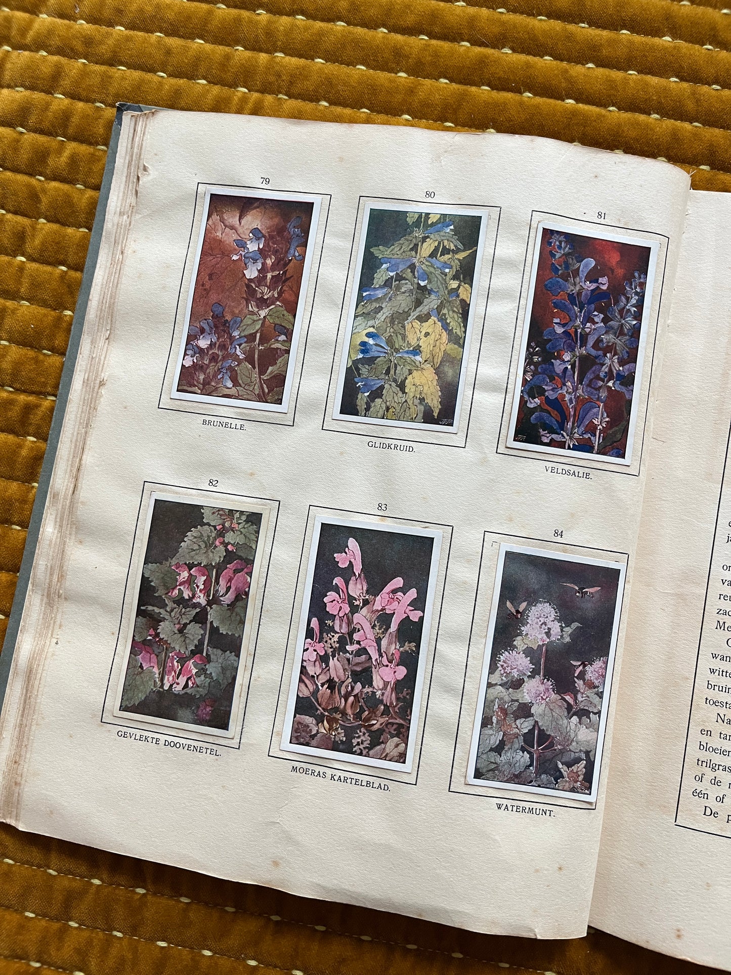 Das Bonte Wei Verkade-Bilderalbum 1911