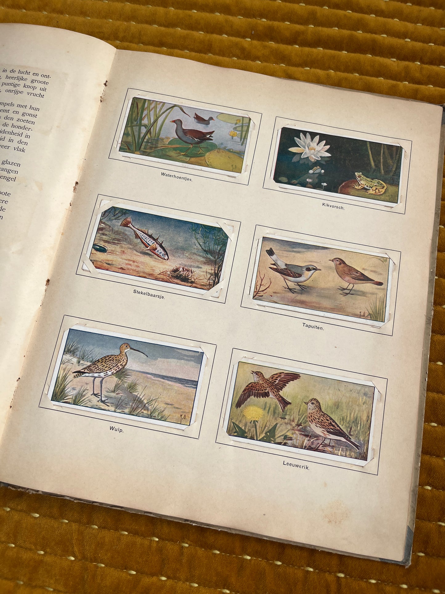 Lente Verkade Plaatjesalbum 1906