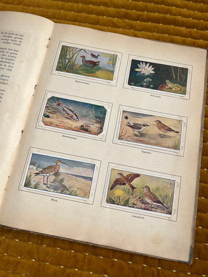 Lente Verkade Plaatjesalbum 1906