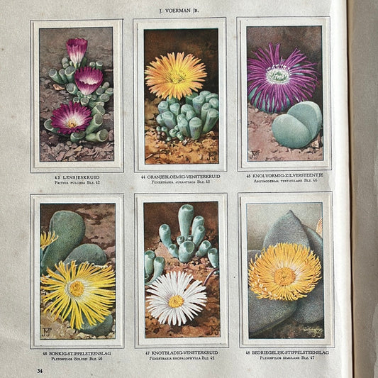 6 Verkade plaatjes Vetplanten 1932 (43-48)