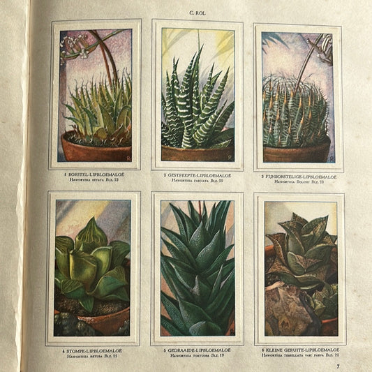 6 Verkade plaatjes Vetplanten 1932 (1-6)
