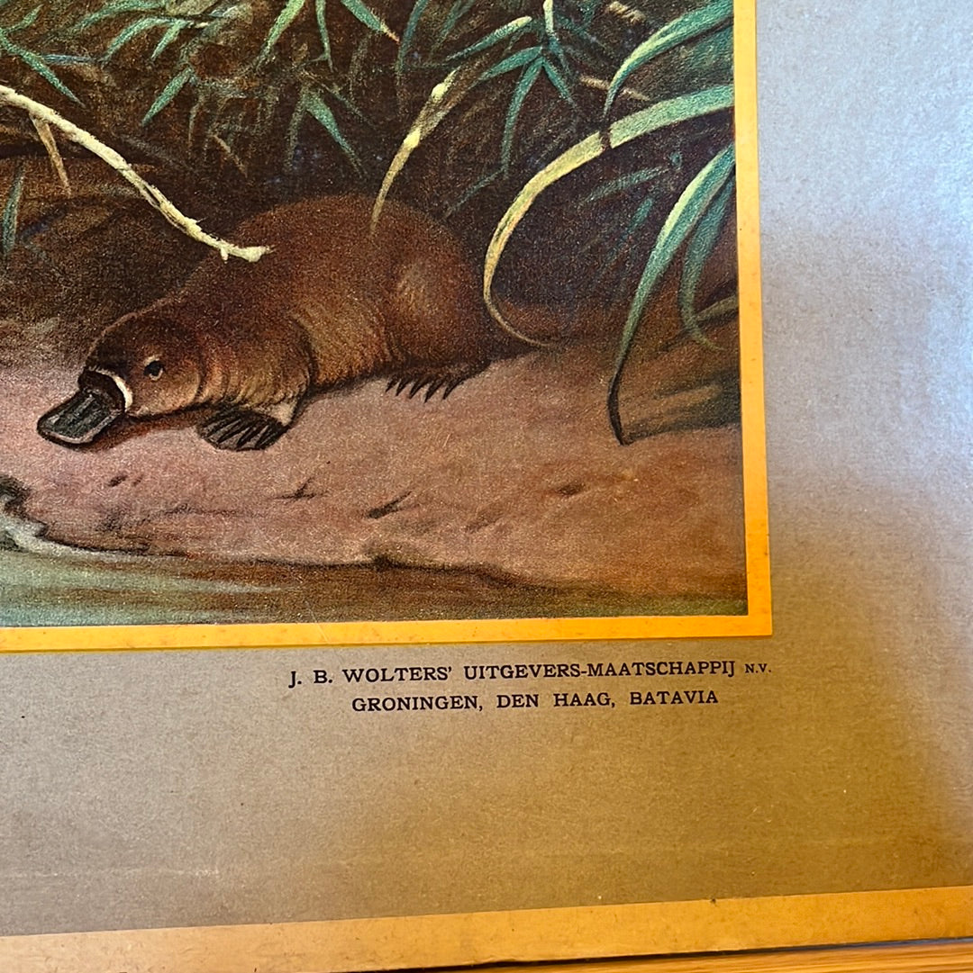 Vintage schoolplaat Uit de Australische dierenwereld van M.A. Koekkoek.