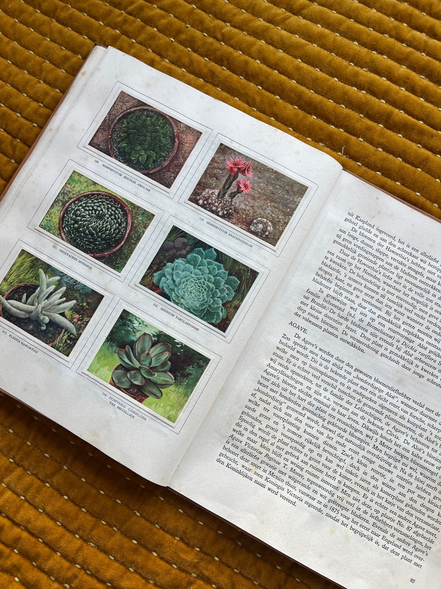 Cactus-Album Plaatjesalbum